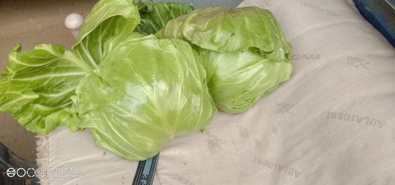 我处甘蓝以上市，需要的联系我