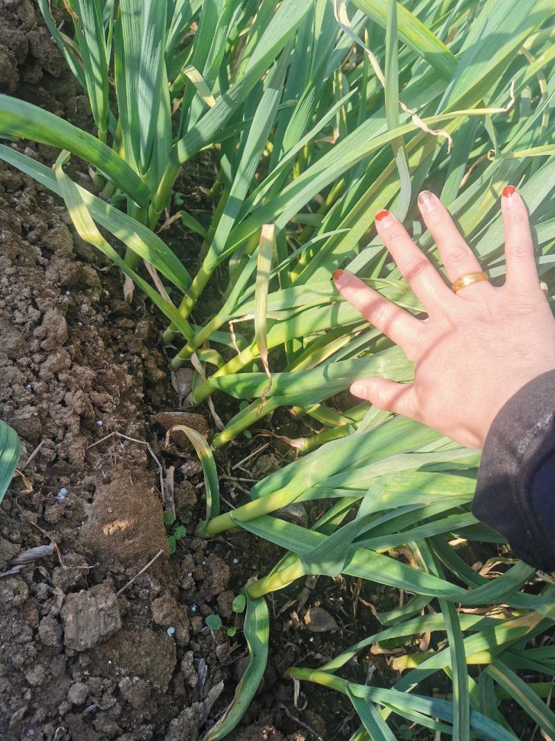 抚宁红根窄叶蒜苗4月中旬大量上市