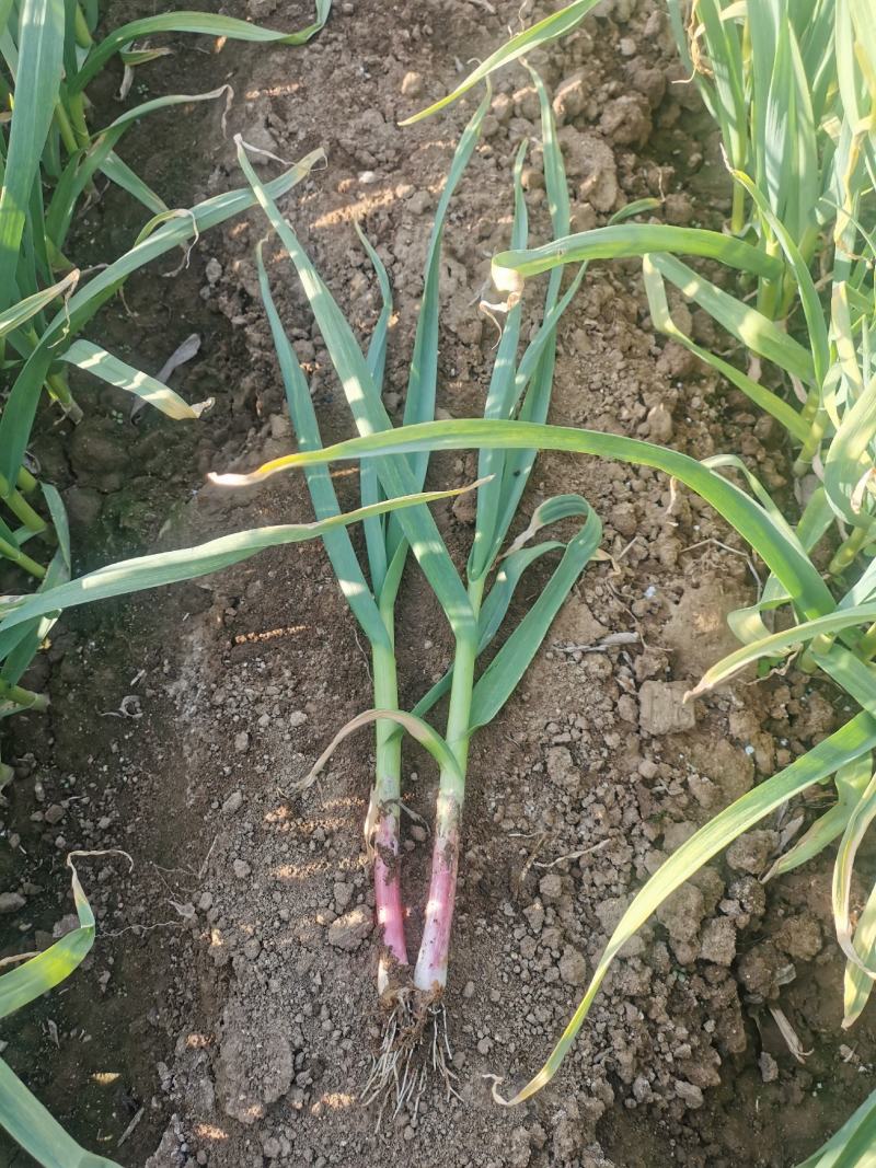 抚宁红根窄叶蒜苗4月中旬大量上市