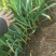 抚宁红根窄叶蒜苗4月中旬大量上市