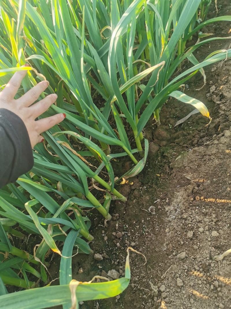 抚宁红根窄叶蒜苗4月中旬大量上市