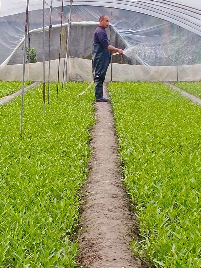 大量供应带根带老藤空心菜种苗