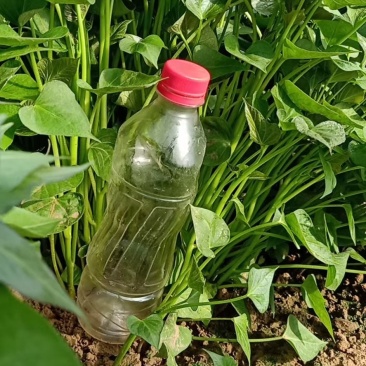 商薯19红薯苗，新一代原种培育而成！鲜食，淀粉加工兼用型