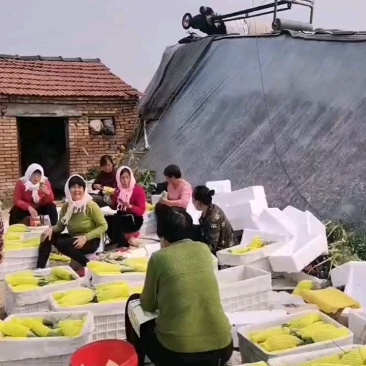 物流整车羊角蜜二茬酥脆甘甜电商货代办