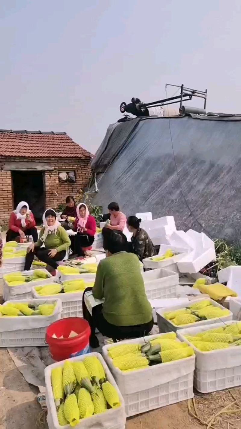 物流整车羊角蜜二茬酥脆甘甜电商货代办