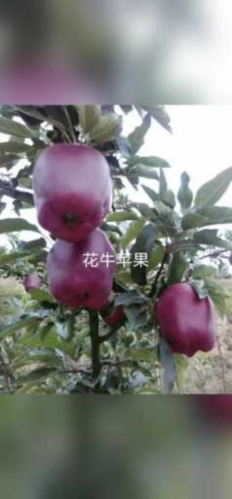 苹果苗山东苹果苗【苹果树苗绿帅花牛品种全】可视频看苗