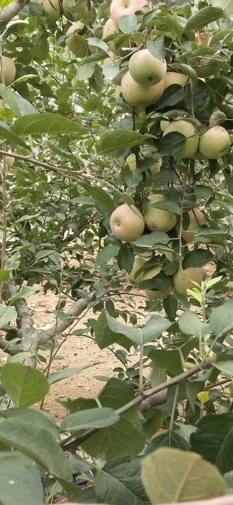 苹果苗山东苹果苗【苹果树苗绿帅花牛品种全】可视频看苗