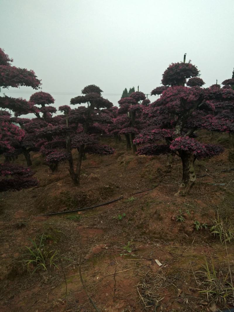 造型红花继木桩景、造型红继木、红花继木造型