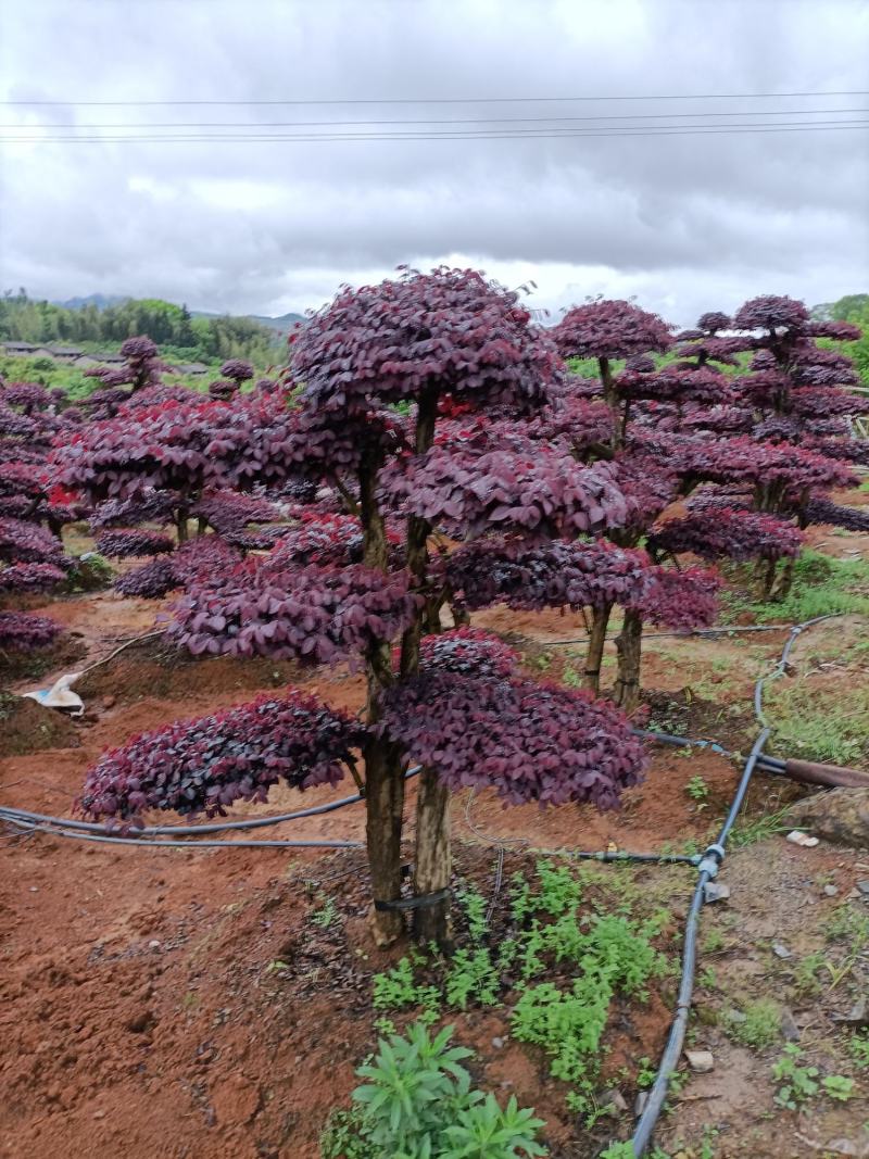 造型红花继木桩景、造型红继木、红花继木造型