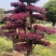 造型红花继木桩景、造型红继木、红花继木造型