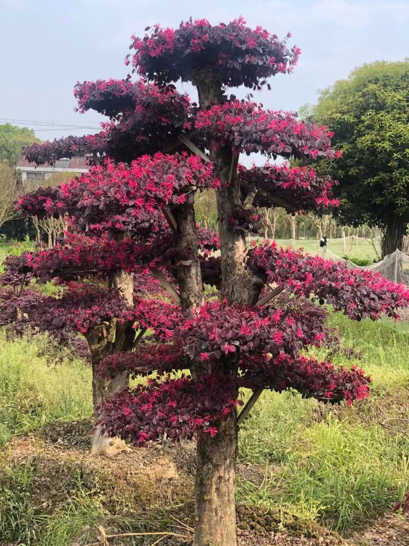 造型红花继木桩景、造型红继木、红花继木造型