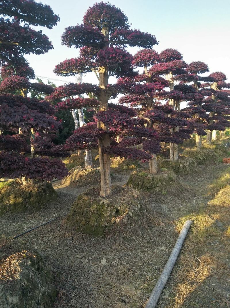 造型红花继木桩景、造型红继木、红花继木造型