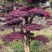 造型红花继木桩景、造型红继木、红花继木造型