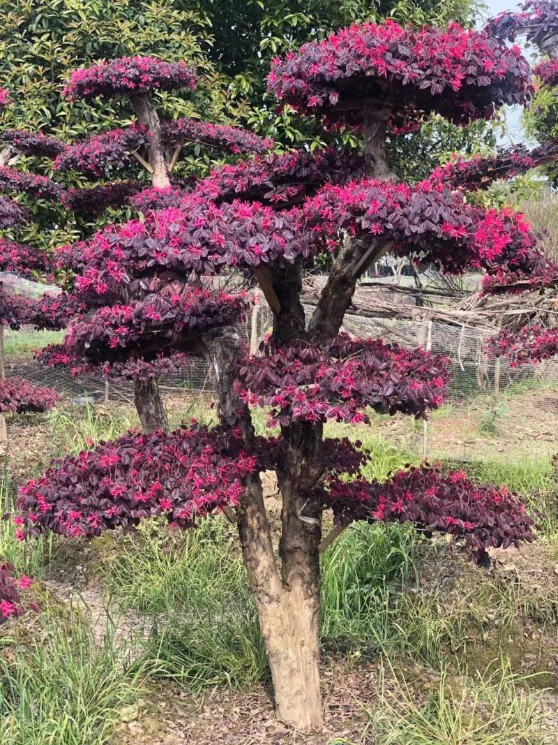 造型红花继木桩景、造型红继木、红花继木造型