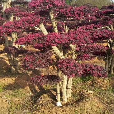 造型红花继木桩景、造型红继木、红花继木造型