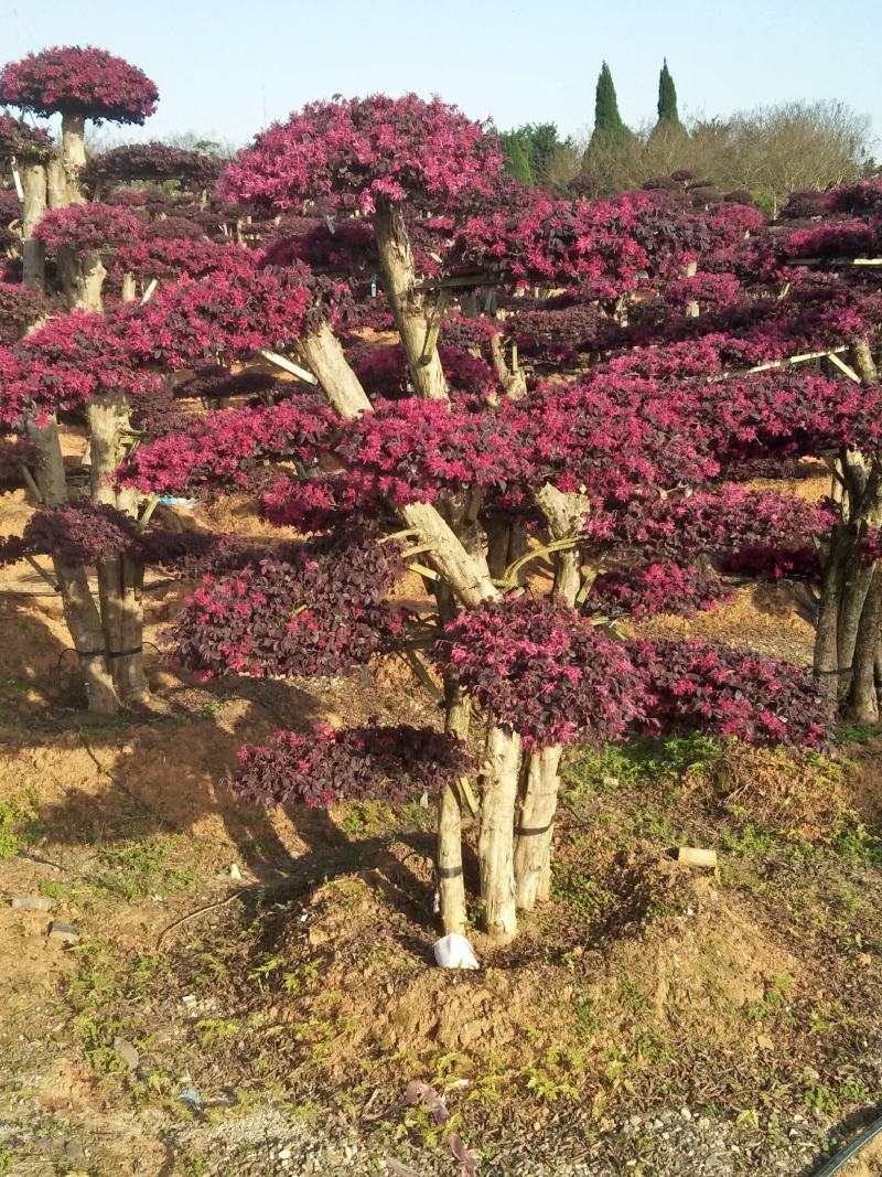 造型红花继木桩景、造型红继木、红花继木造型