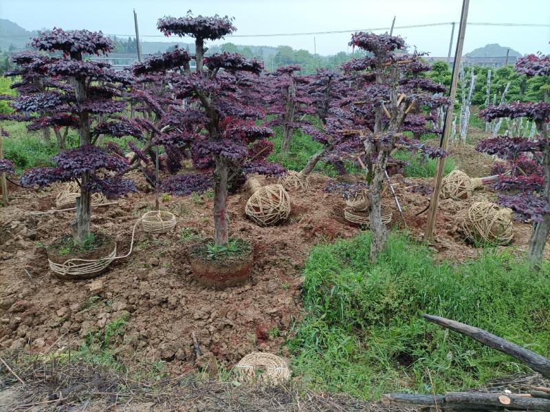 造型红花继木桩景、造型红继木、红花继木造型