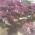 造型红花继木桩景、造型红继木、红花继木造型