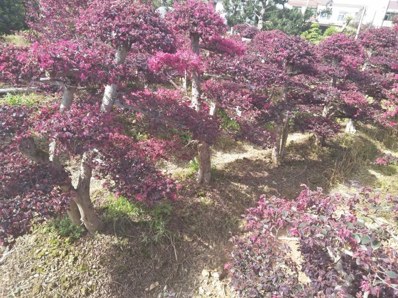 造型红花继木桩景、造型红继木、红花继木造型