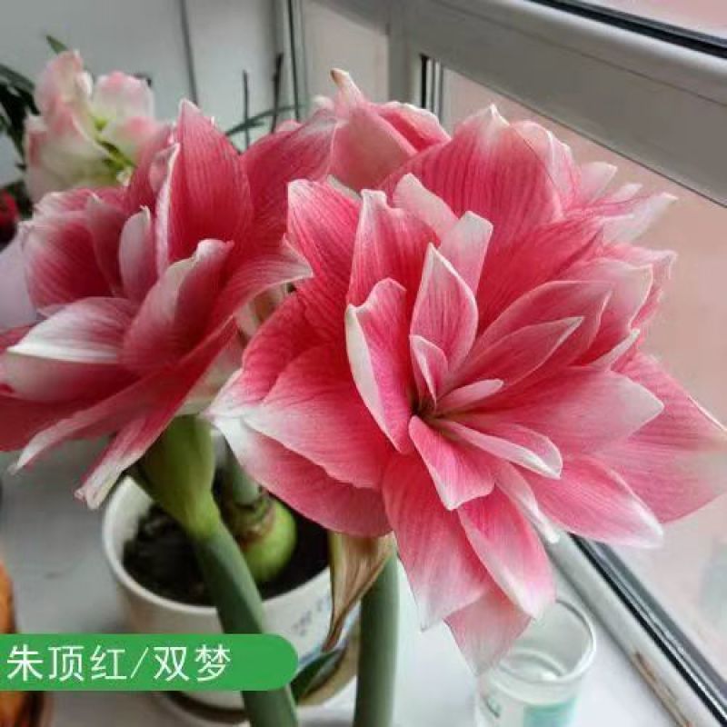 现货荷兰重瓣朱顶红种球大球地栽球根花苗新到货盆栽花卉