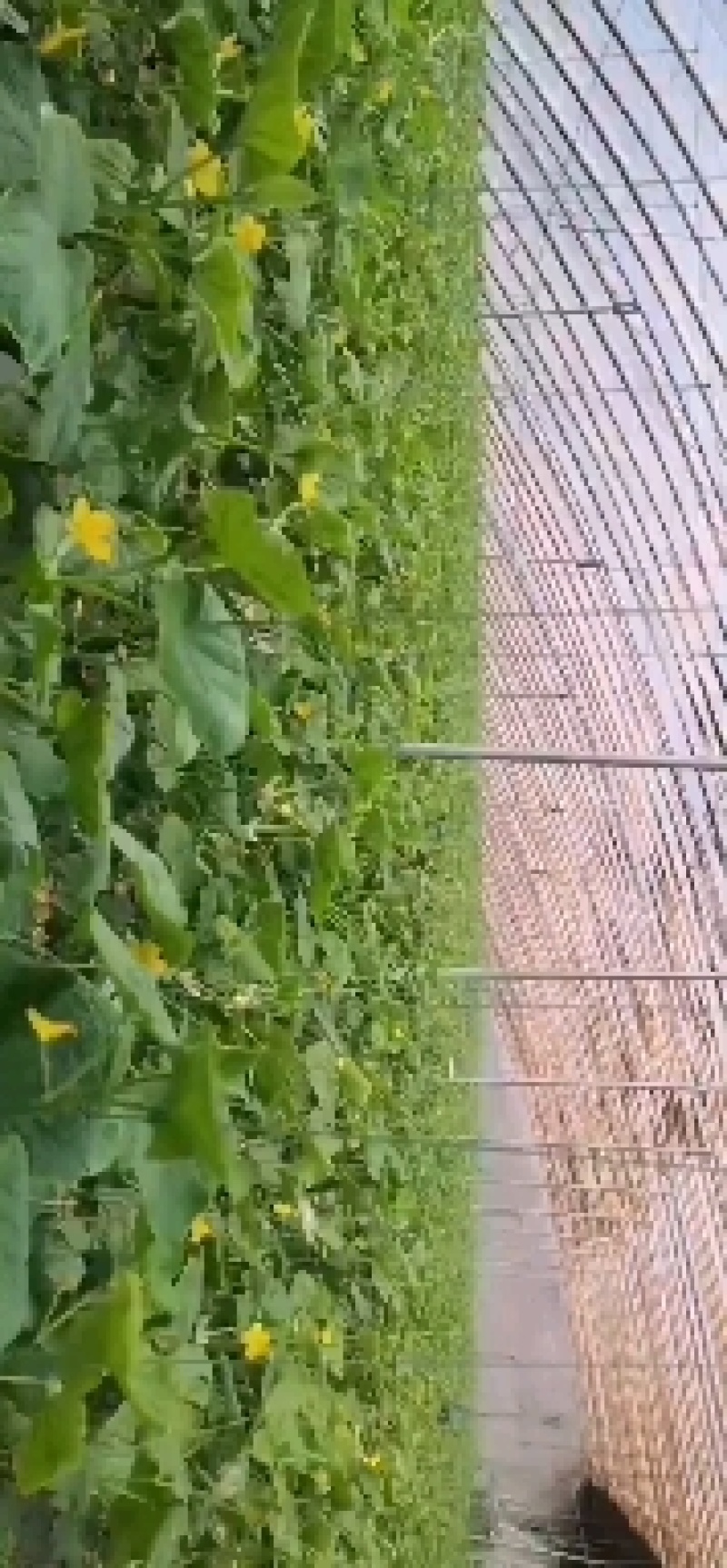 寿光水果黄瓜小黄瓜玉女旱黄瓜价格低！！可一件代发，团购，