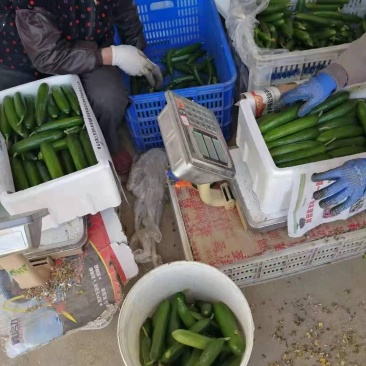 寿光水果黄瓜小黄瓜玉女旱黄瓜价格低！！可一件代发，团购，
