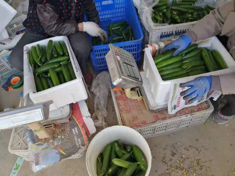 寿光水果黄瓜小黄瓜玉女旱黄瓜价格低！！可一件代发，团购，