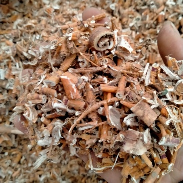 桑白皮！大货批发零售！纯正桑白皮保真含量高！