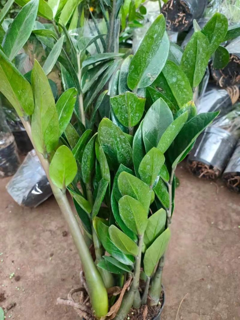 金钱树盆栽植物钱串子大棵室内招财客厅绿植吸甲醛净化空气发