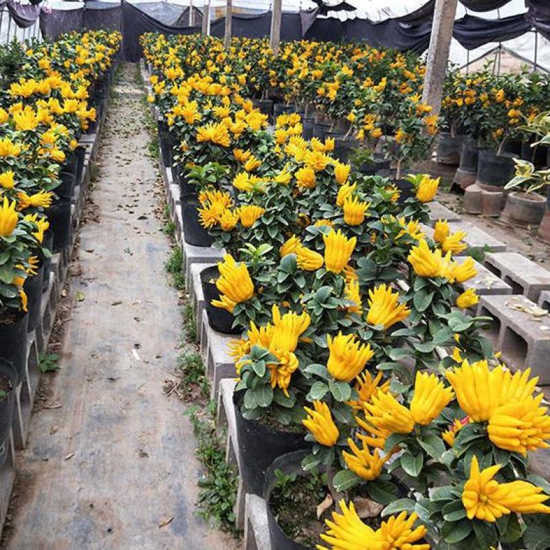 佛手盆栽四季常青佛手苗金佛手苗绿植花卉盆栽地栽果树苗当年