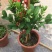 佛手盆栽四季常青佛手苗金佛手苗绿植花卉盆栽地栽果树苗当年