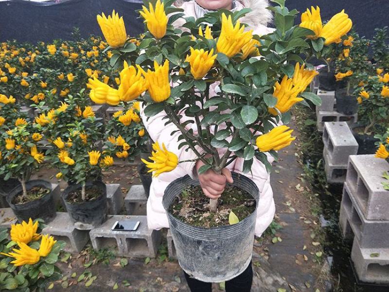 佛手盆栽四季常青佛手苗金佛手苗绿植花卉盆栽地栽果树苗当年