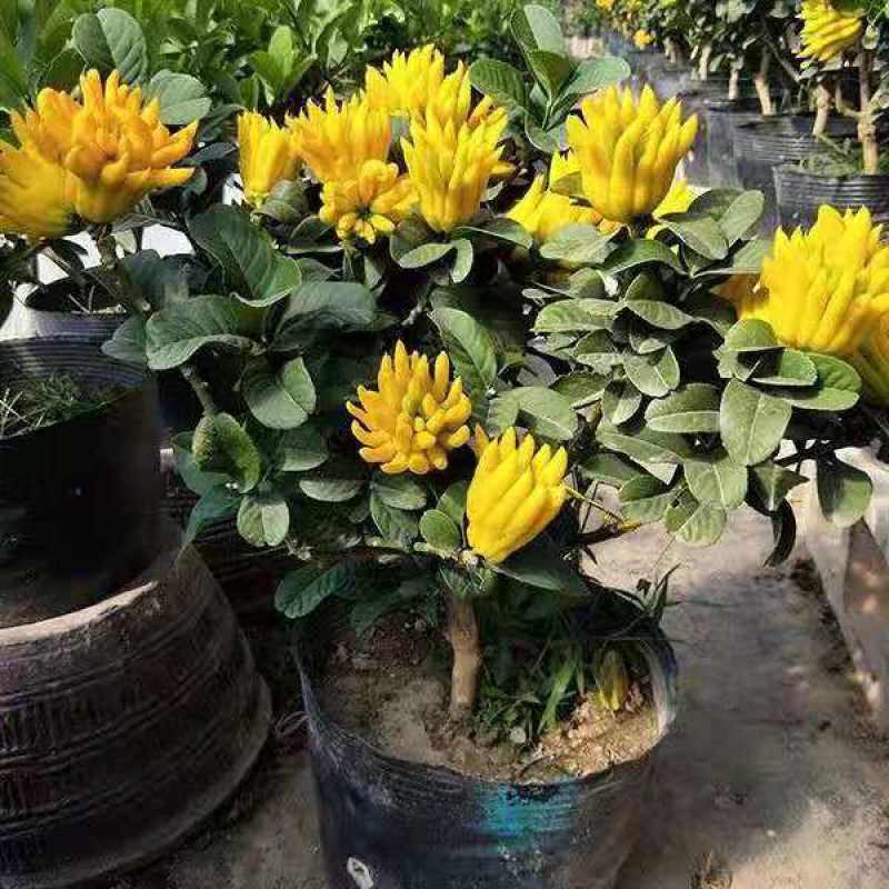 佛手盆栽四季常青佛手苗金佛手苗绿植花卉盆栽地栽果树苗当年
