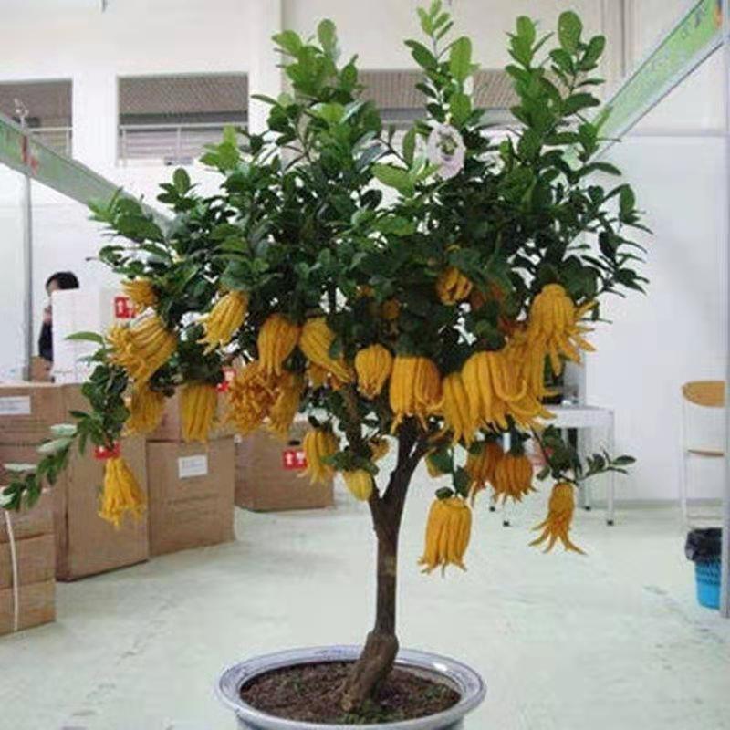 佛手盆栽四季常青佛手苗金佛手苗绿植花卉盆栽地栽果树苗当年