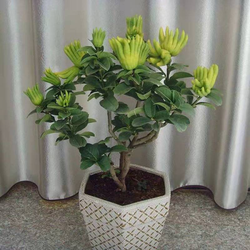佛手盆栽四季常青佛手苗金佛手苗绿植花卉盆栽地栽果树苗当年