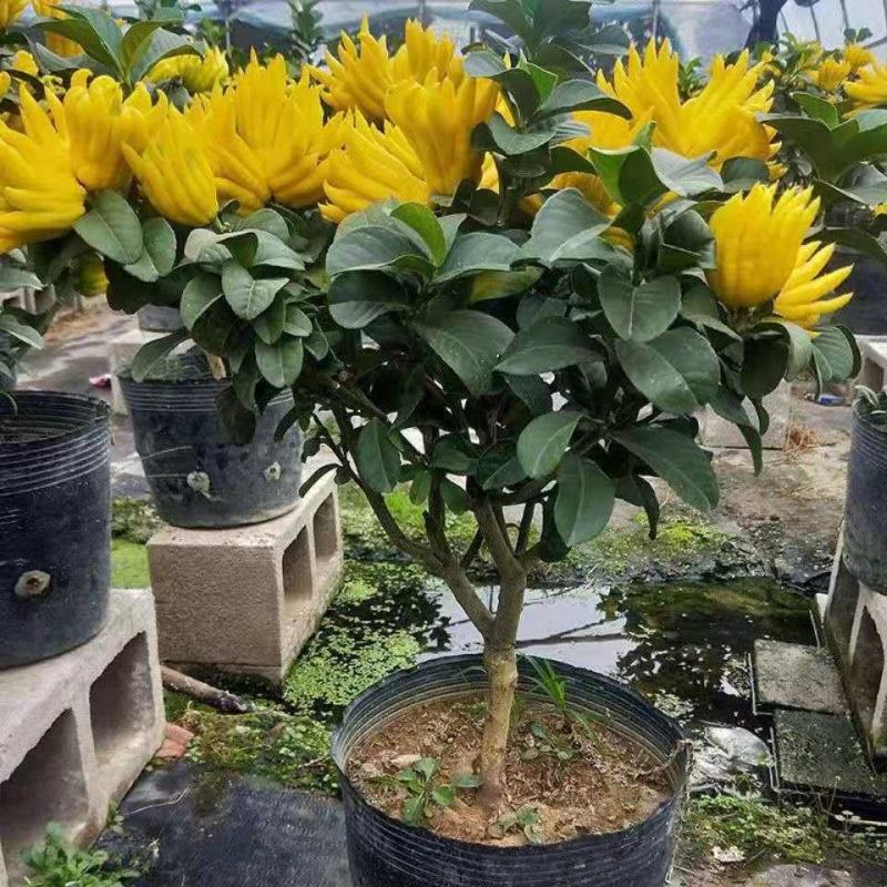 佛手盆栽四季常青佛手苗金佛手苗绿植花卉盆栽地栽果树苗当年