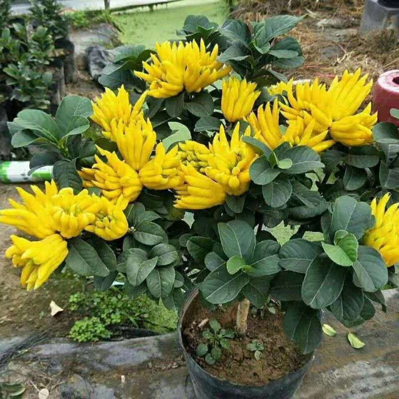 佛手盆栽四季常青佛手苗金佛手苗绿植花卉盆栽地栽果树苗当年