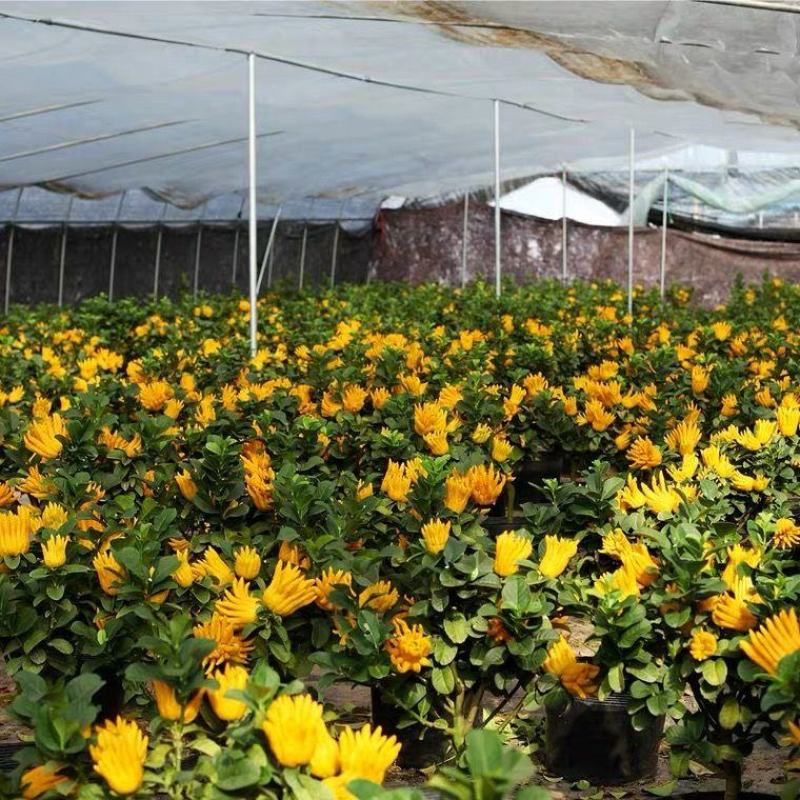 佛手盆栽四季常青佛手苗金佛手苗绿植花卉盆栽地栽果树苗当年