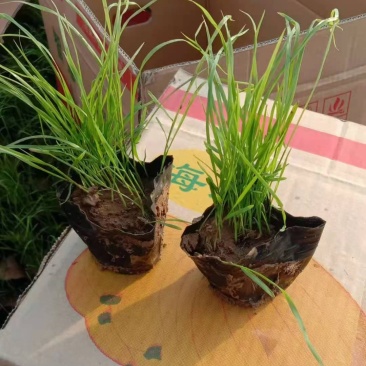 狼尾草，种植基地直发，价格低需要的老板联系