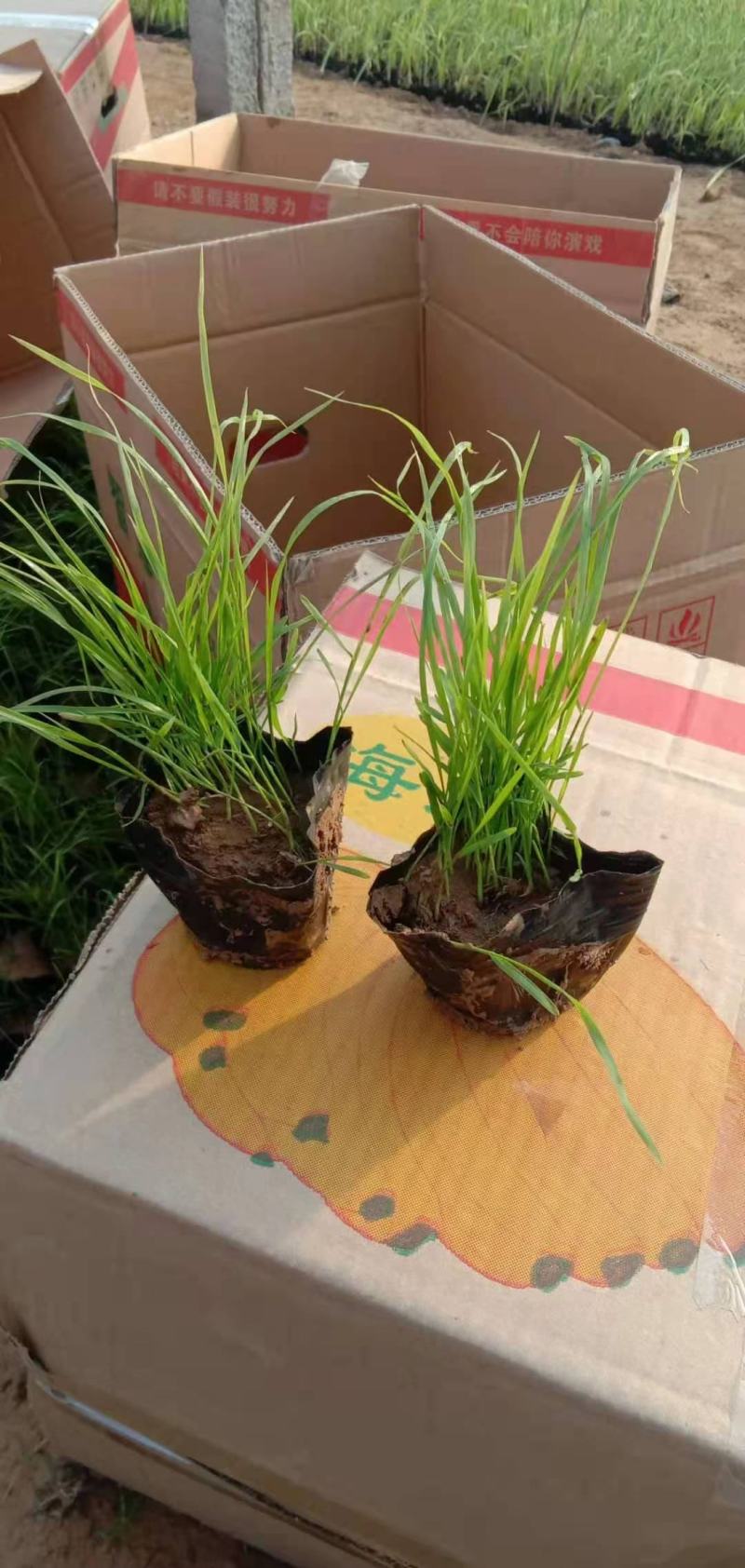 狼尾草，种植基地直发，价格低需要的老板联系