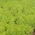 金叶佛甲草，种植基地直发，价格低需要的联系