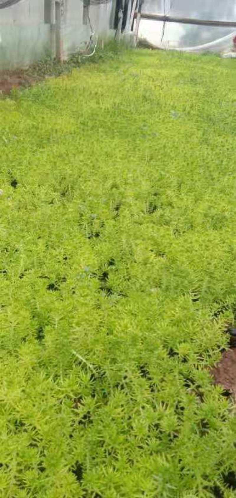 金叶佛甲草，种植基地直发，价格低需要的联系
