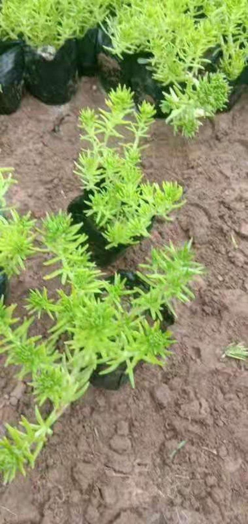 金叶佛甲草，种植基地直发，价格低需要的联系