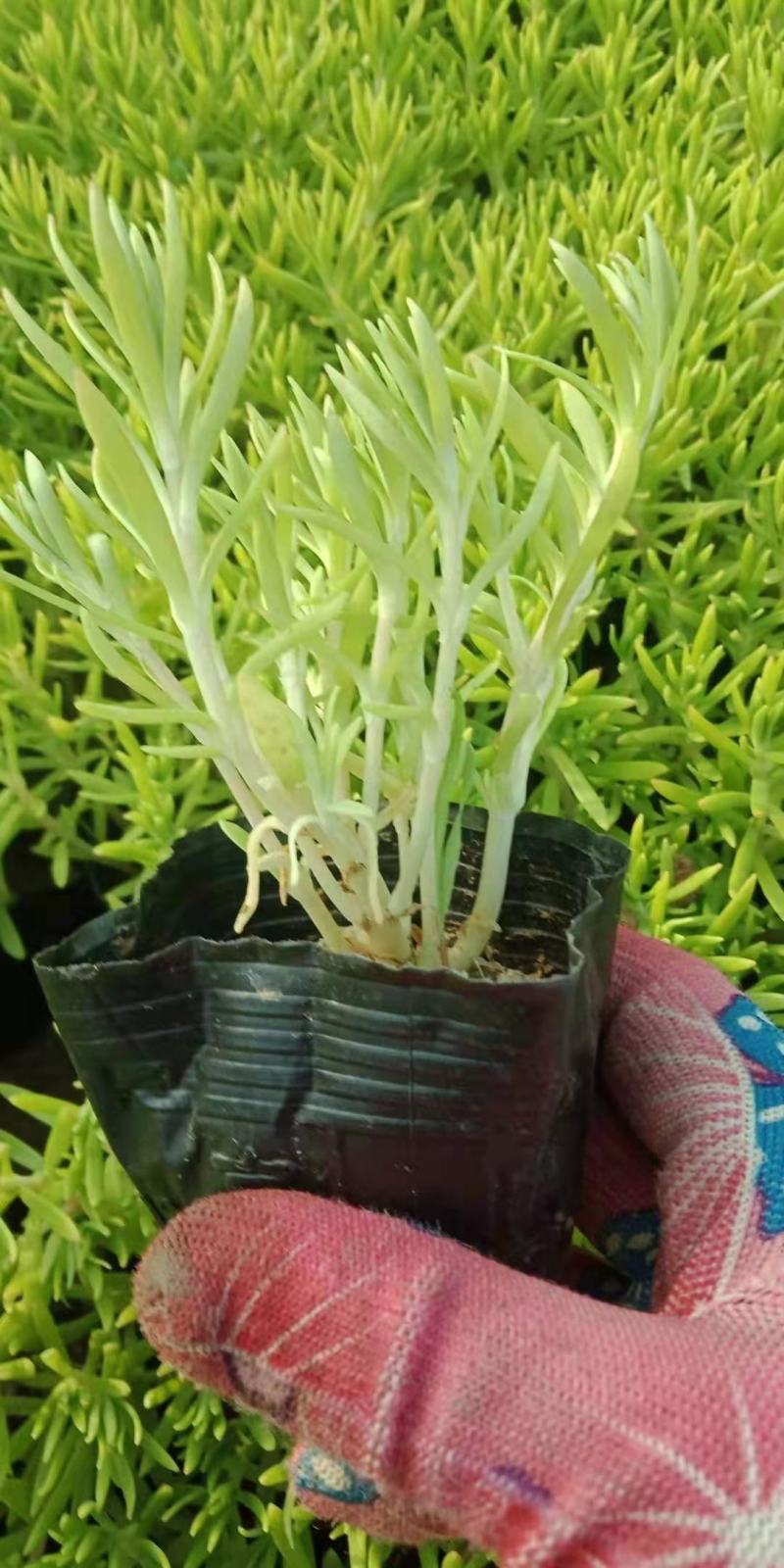 金叶佛甲草，种植基地直发，价格低需要的联系