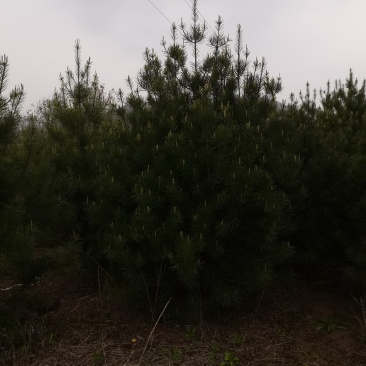 白皮松3米一级