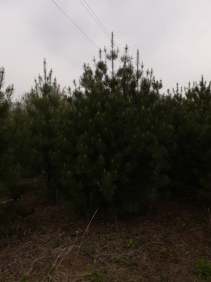 白皮松3米一级