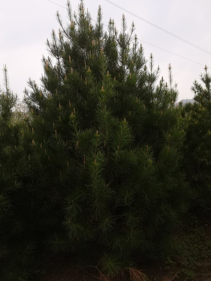 白皮松3米一级