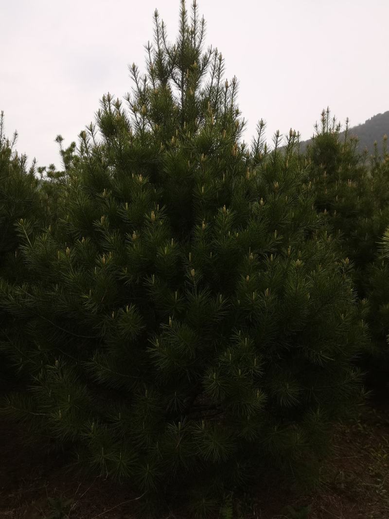 白皮松3米一级