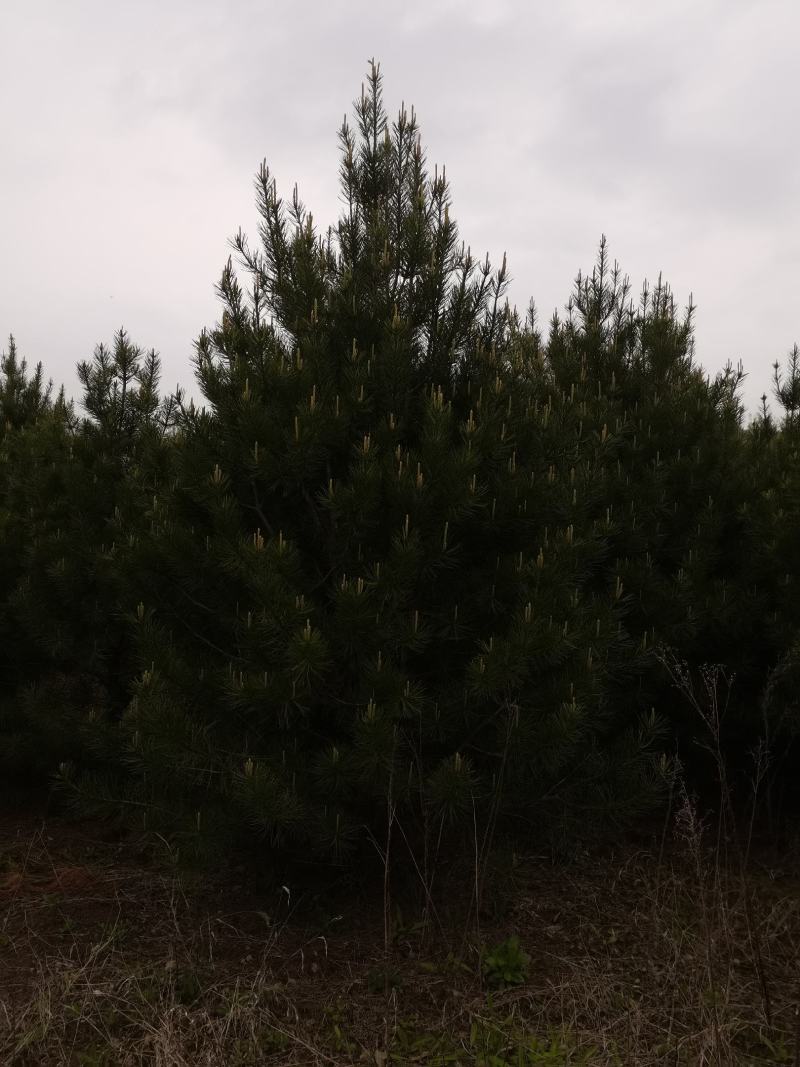 白皮松3米一级