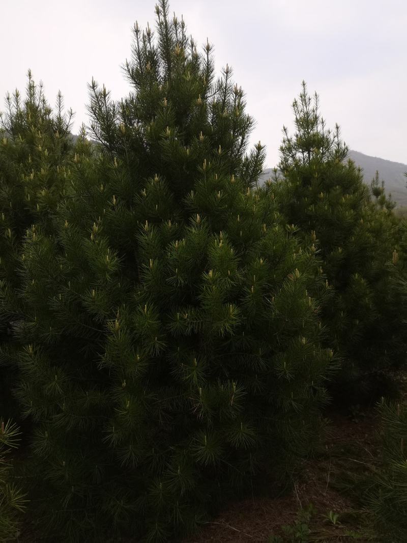 白皮松3米一级
